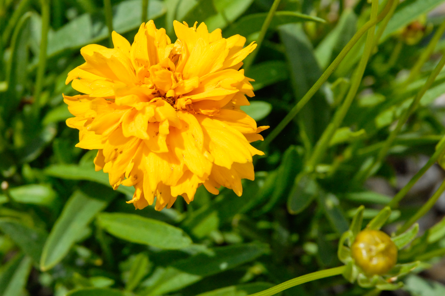 Sunray Coreopsis
